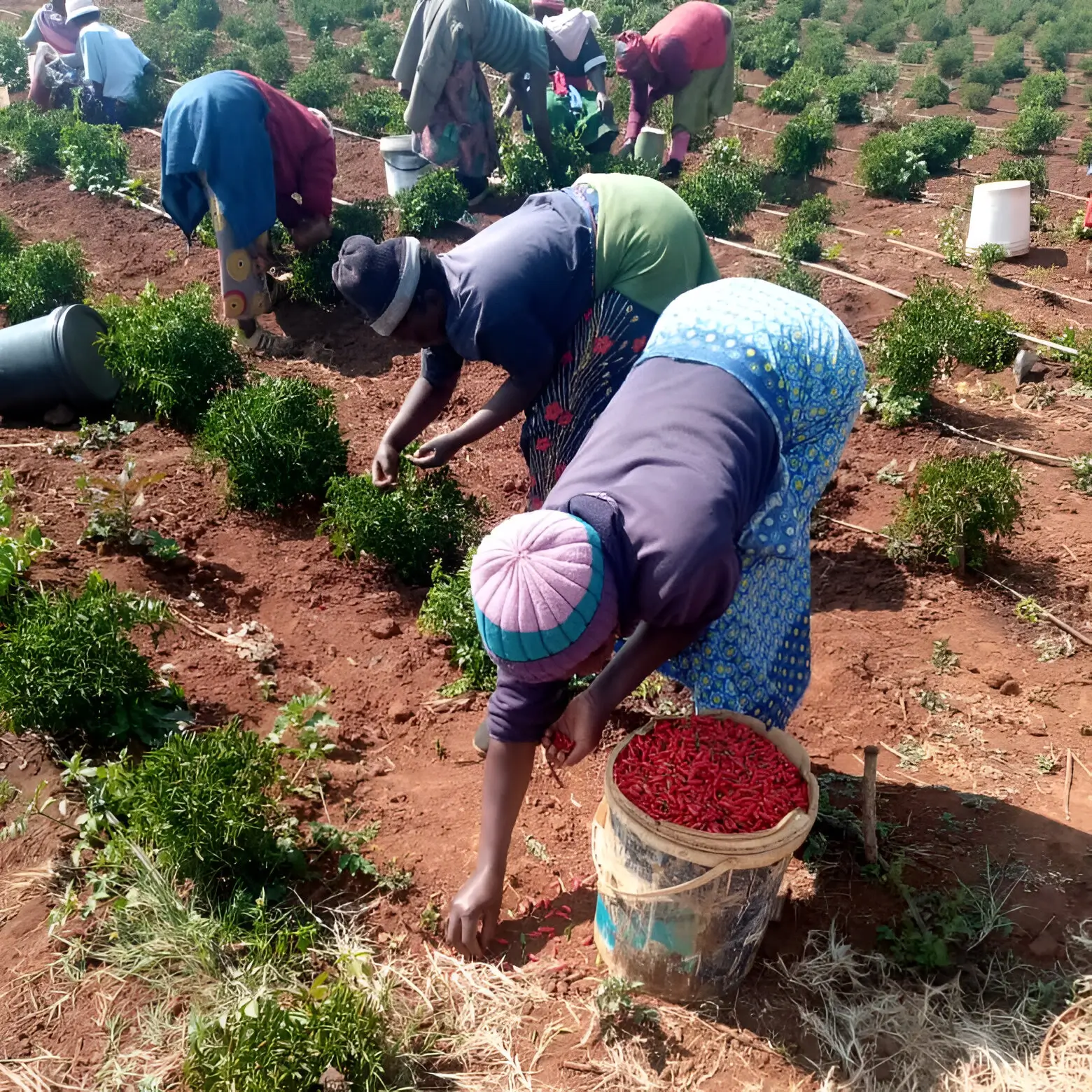 About Dendere Agro
