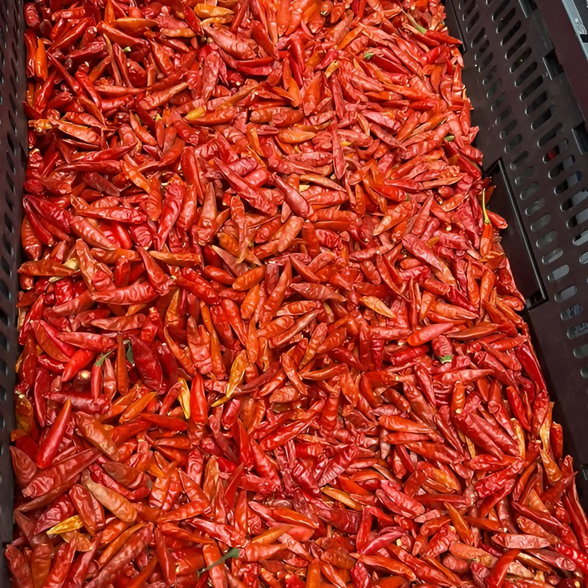 Drying the Chillies