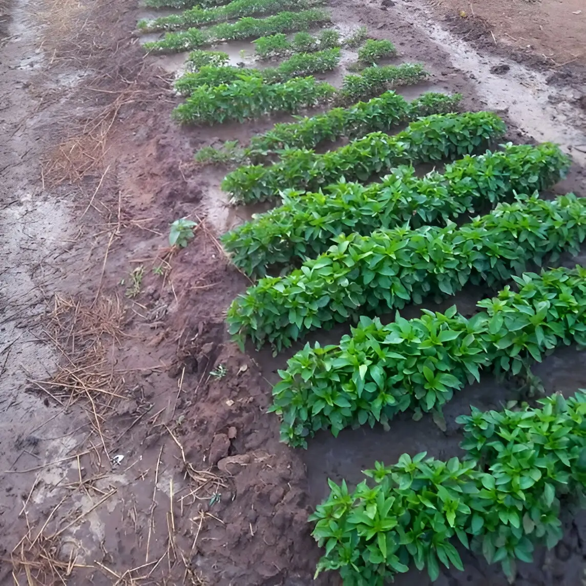 Transplanting
